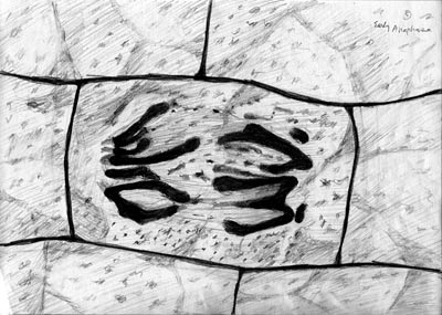 YOON CHO, from original pencil sketches for Cell, ©