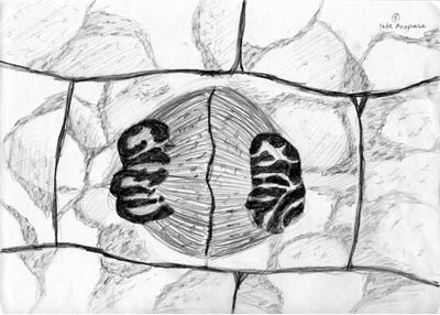 YOON CHO, from original pencil sketches for Cell, ©
